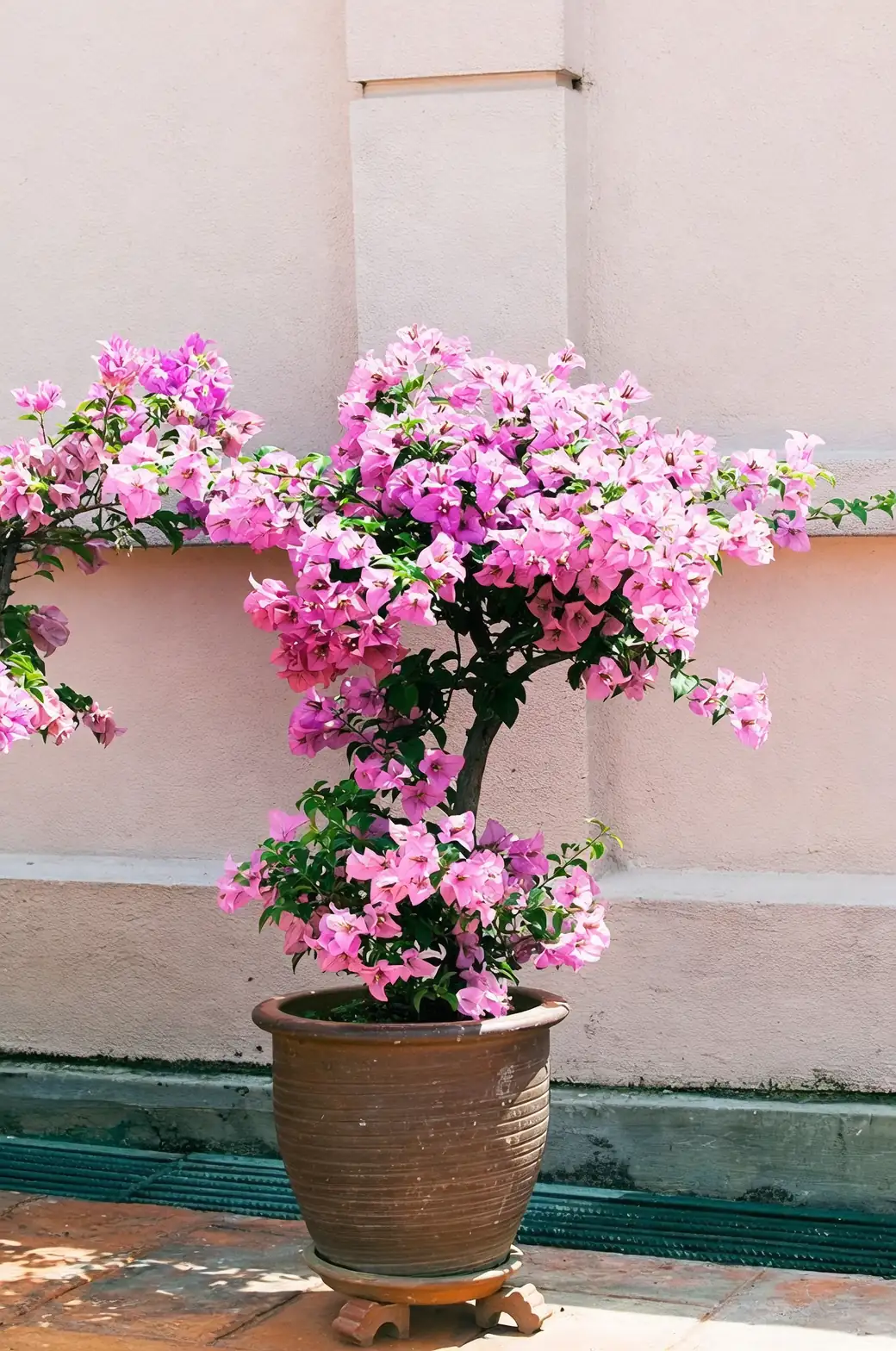 bougainvillea care sunlight watering