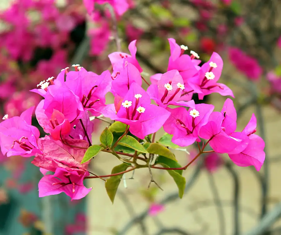 bougainvillea small white flowers