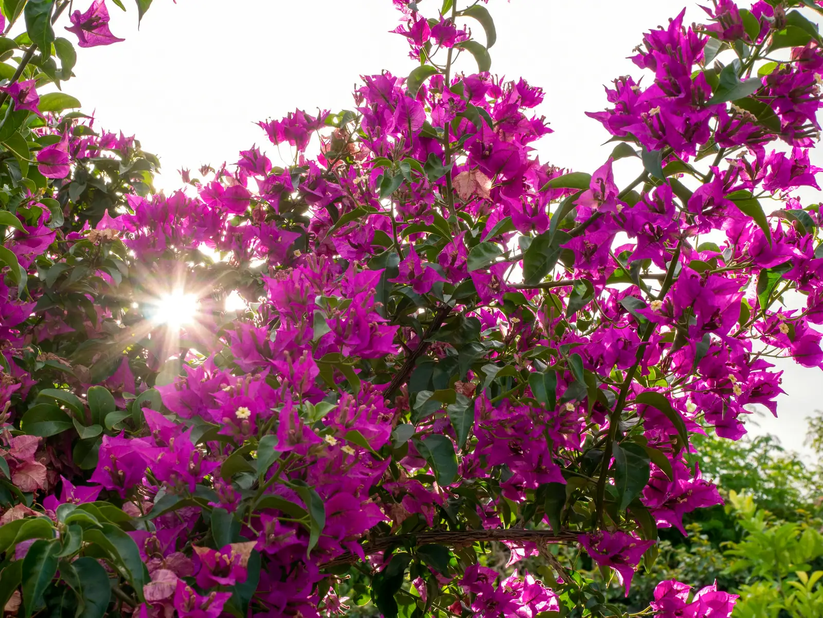 bougainvillea in bright sunlight