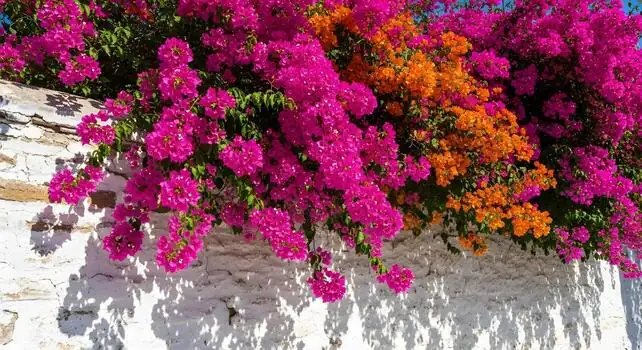bougainvillea colorful wall