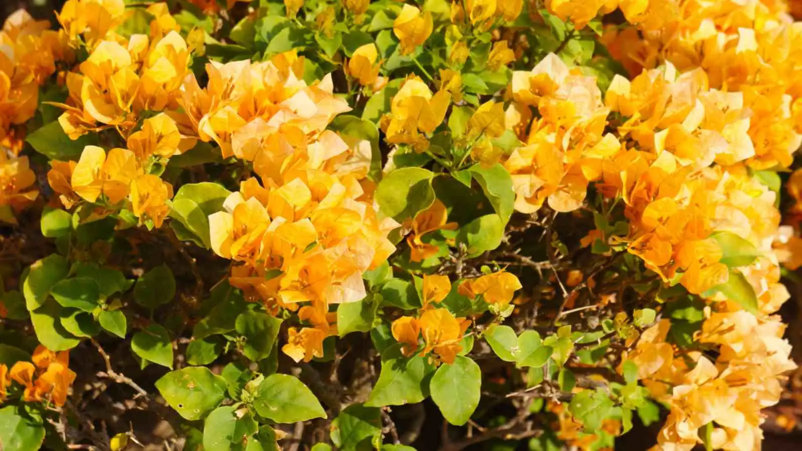 bougainvillea sunlight exposure