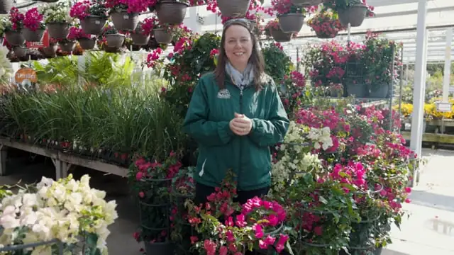 bougainvillea indoor winter care