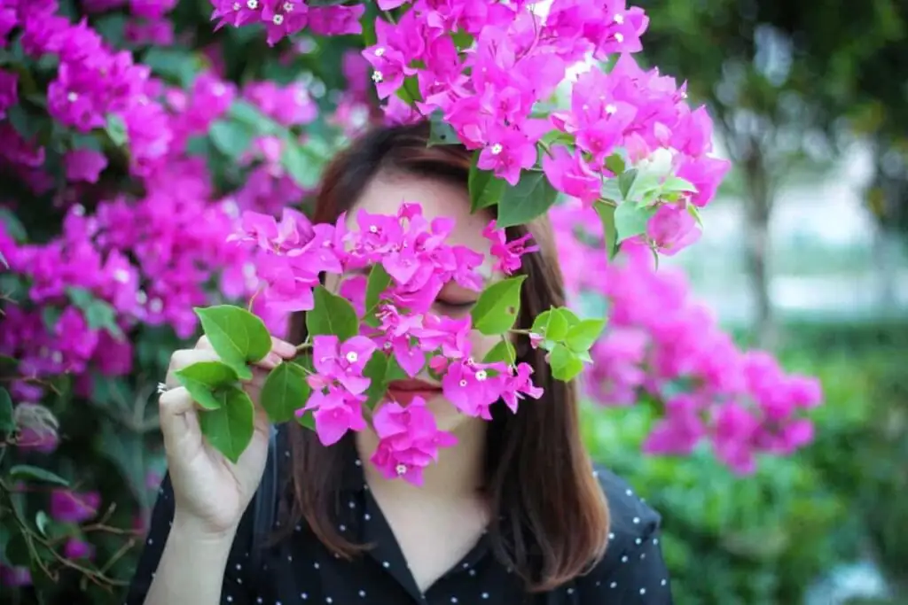 bougainvillea cutting preparation