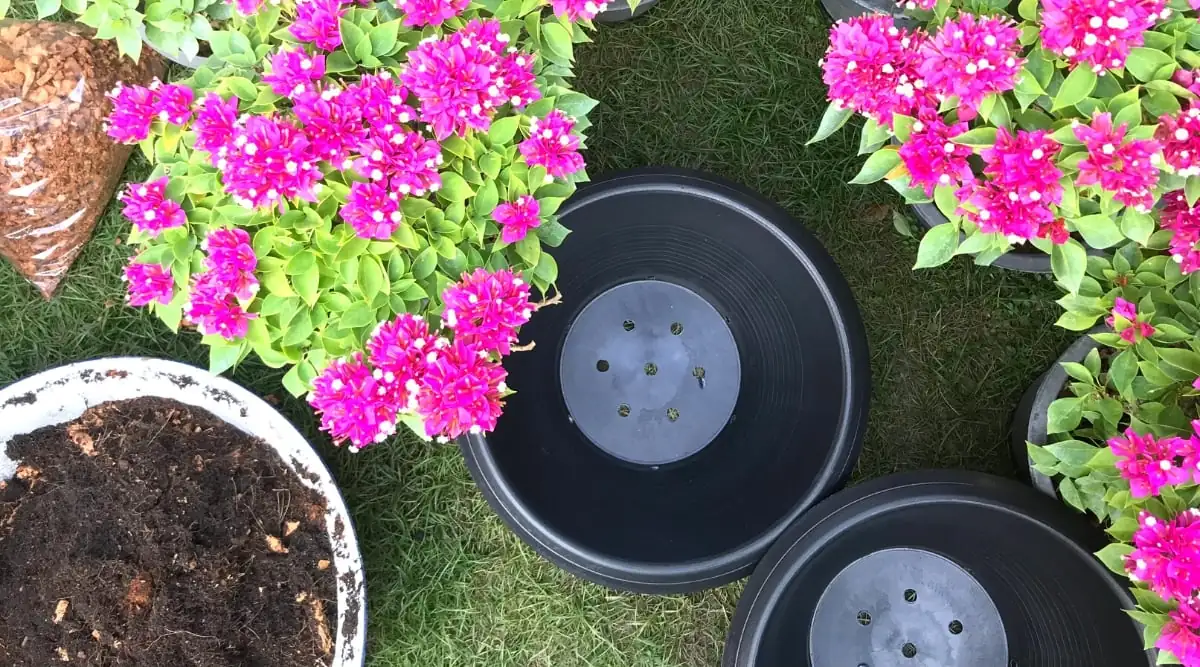 bougainvillea soil preparation
