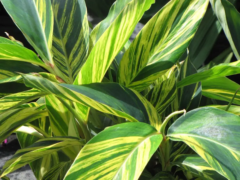 watering shell ginger plant