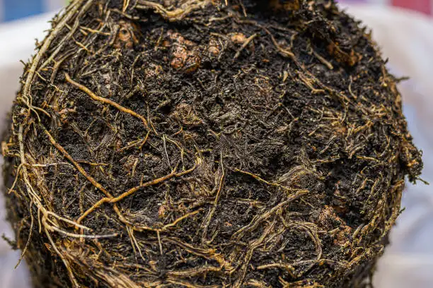 plant root rot treatment