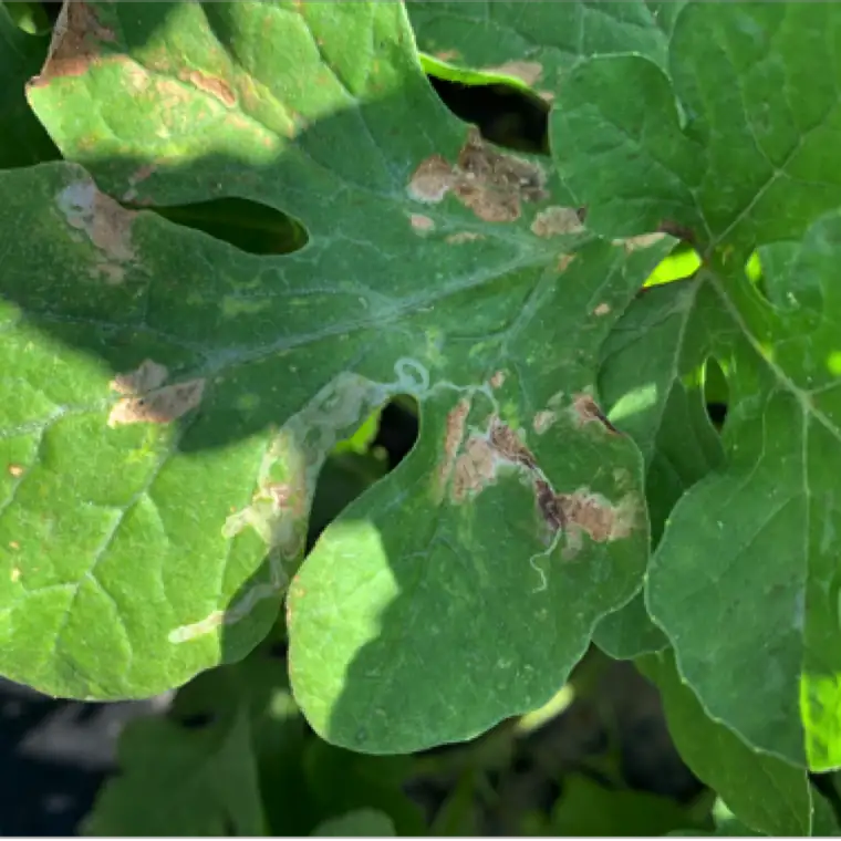leaf miner damage on plant