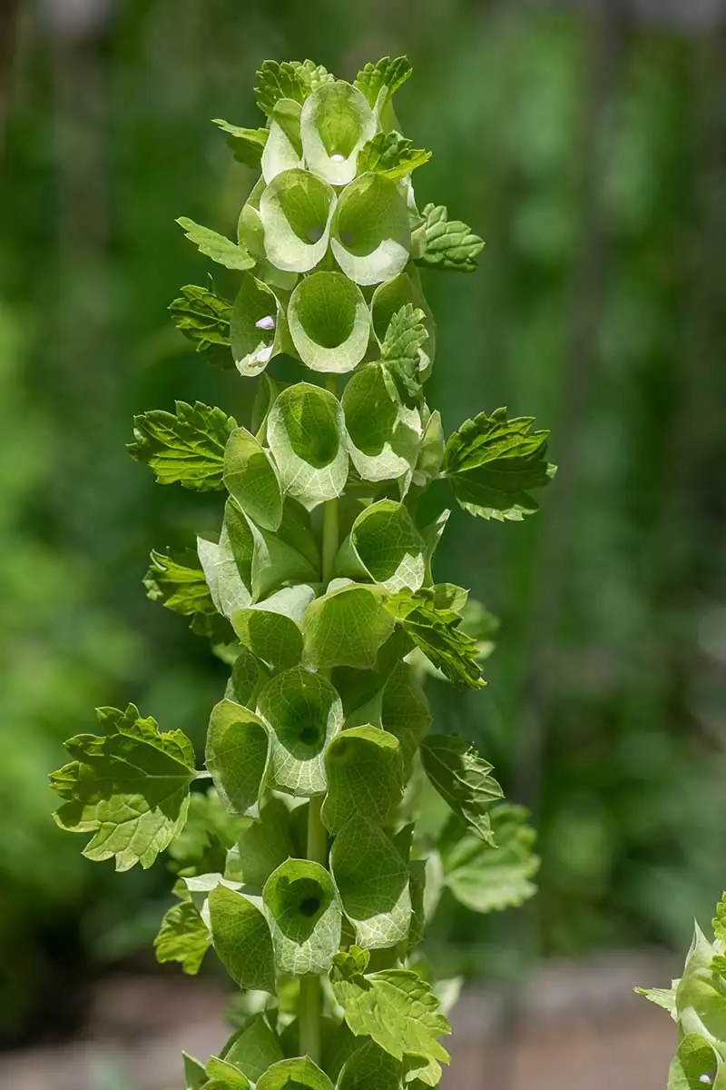 Moluccella laevis sunlight exposure