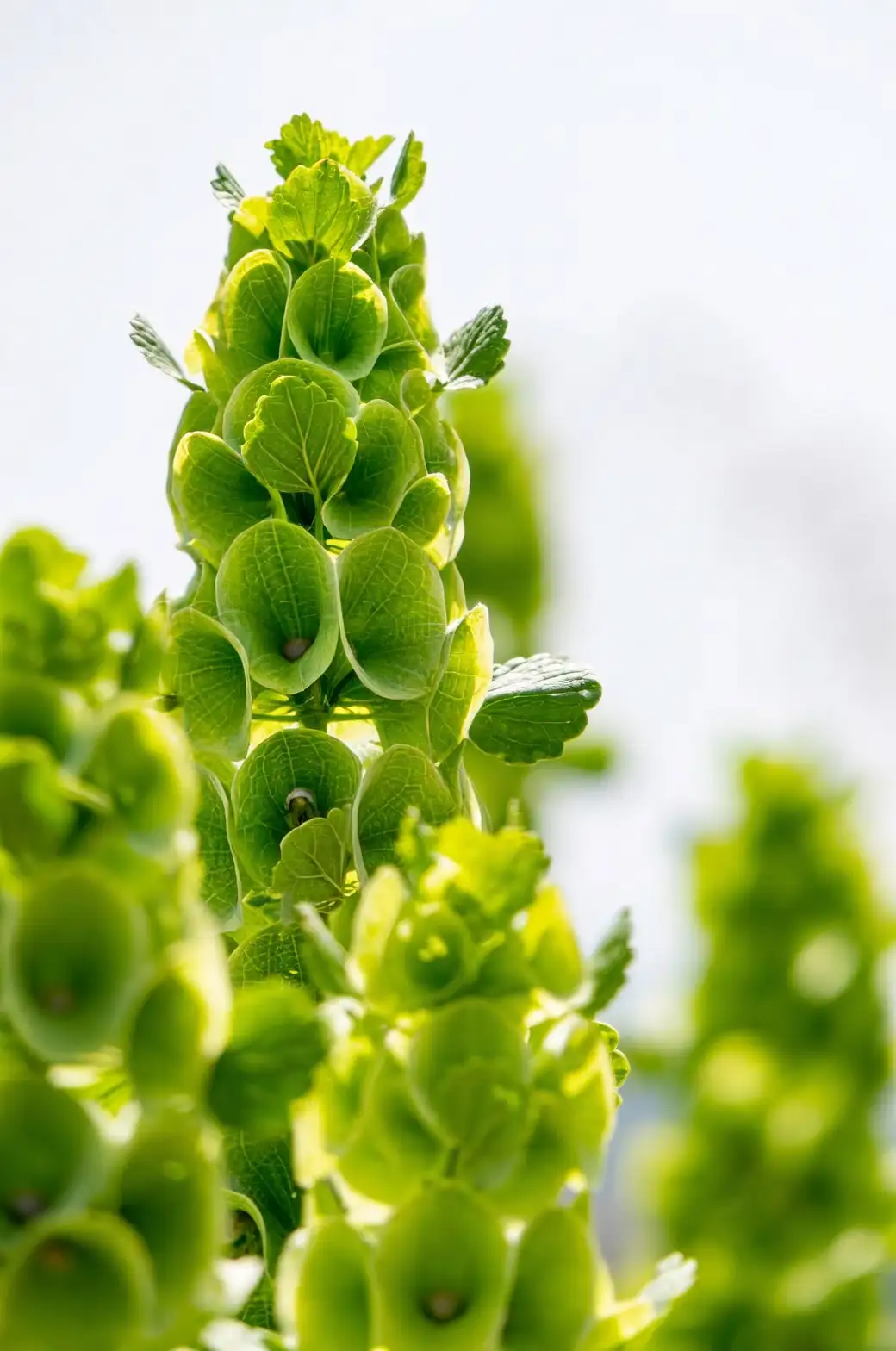 贝壳花的迷人特性：为何它的“花”其实不是花？