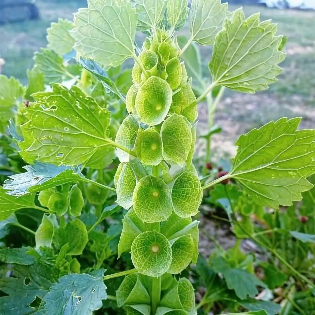 Moluccella laevis in garden