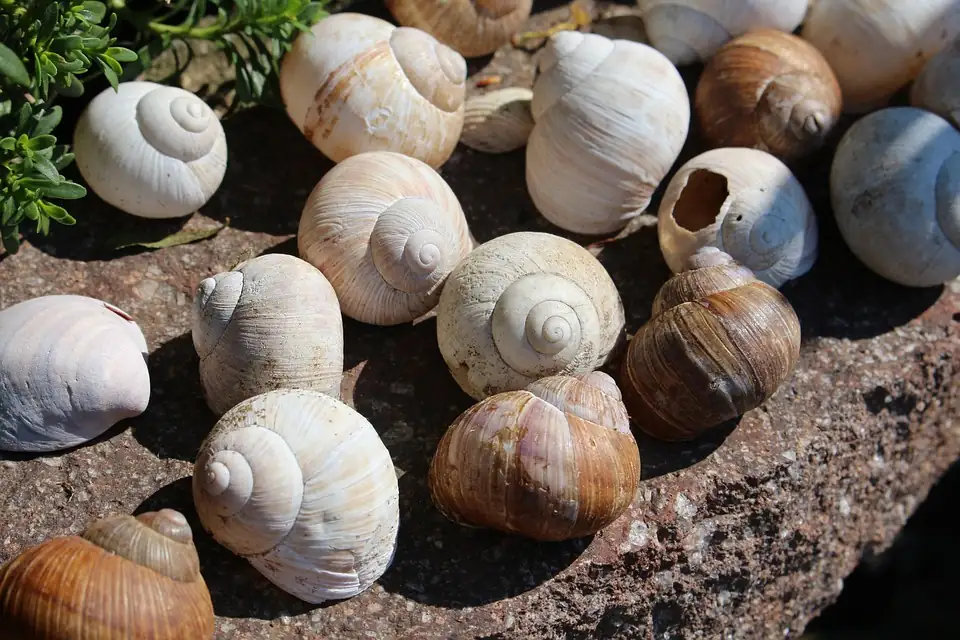 shell ginger in garden