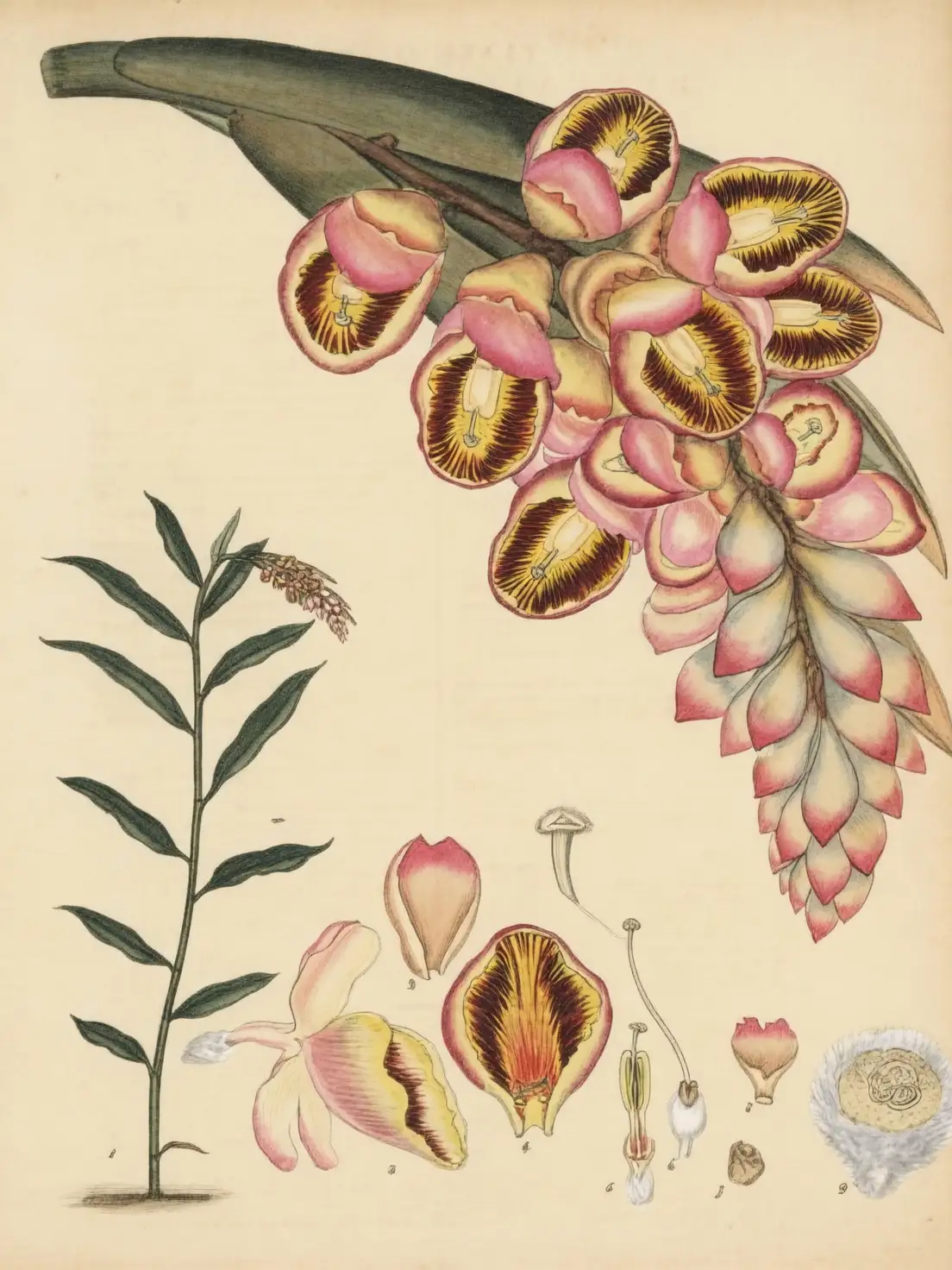 historical illustration shell ginger