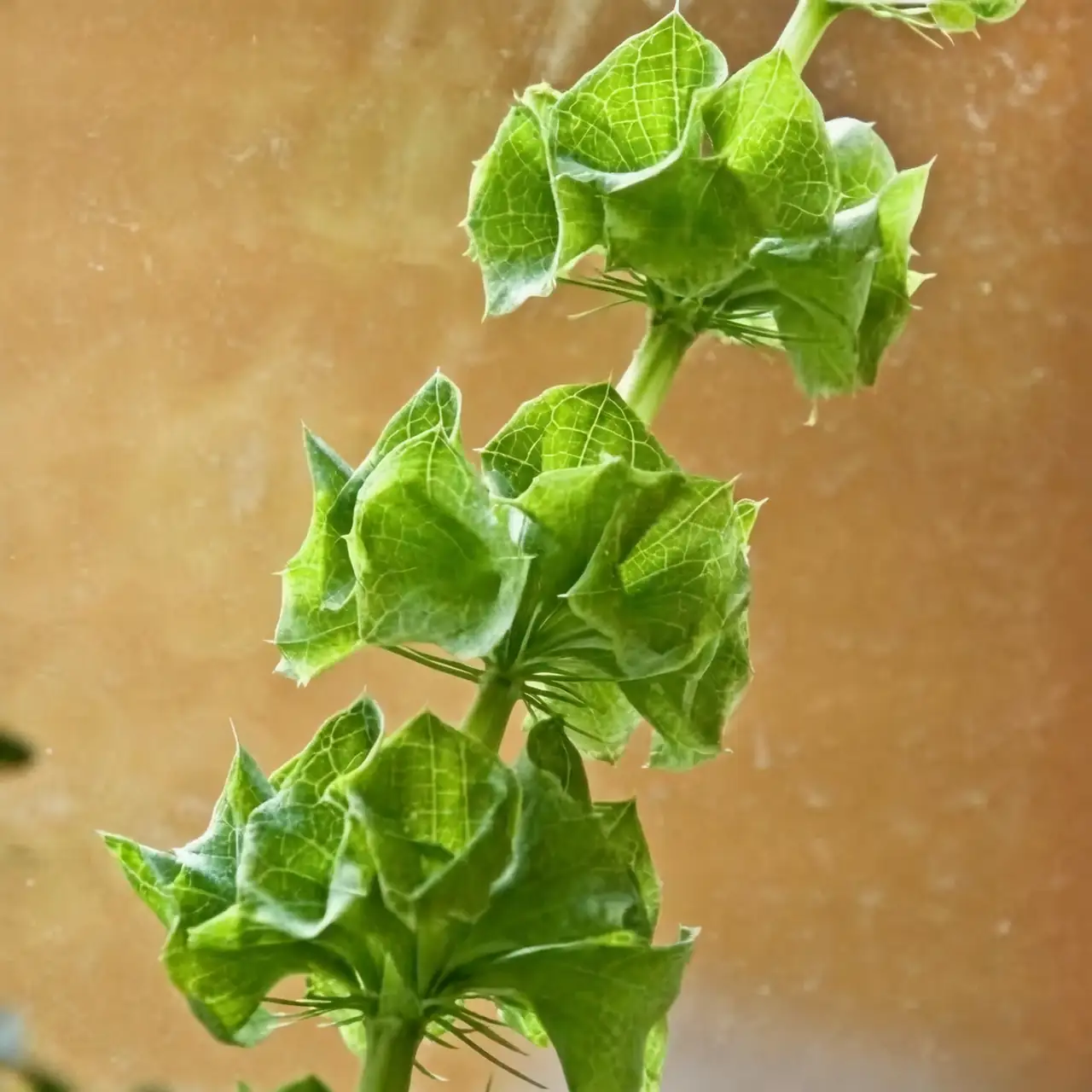 bells of ireland seeds and soil