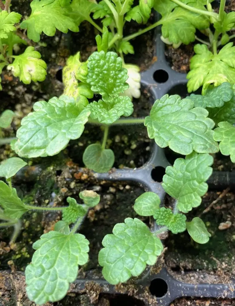 watering bells of ireland seedlings