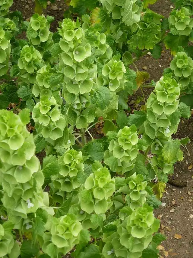 贝壳花与其他植物的完美搭配：庭院设计灵感