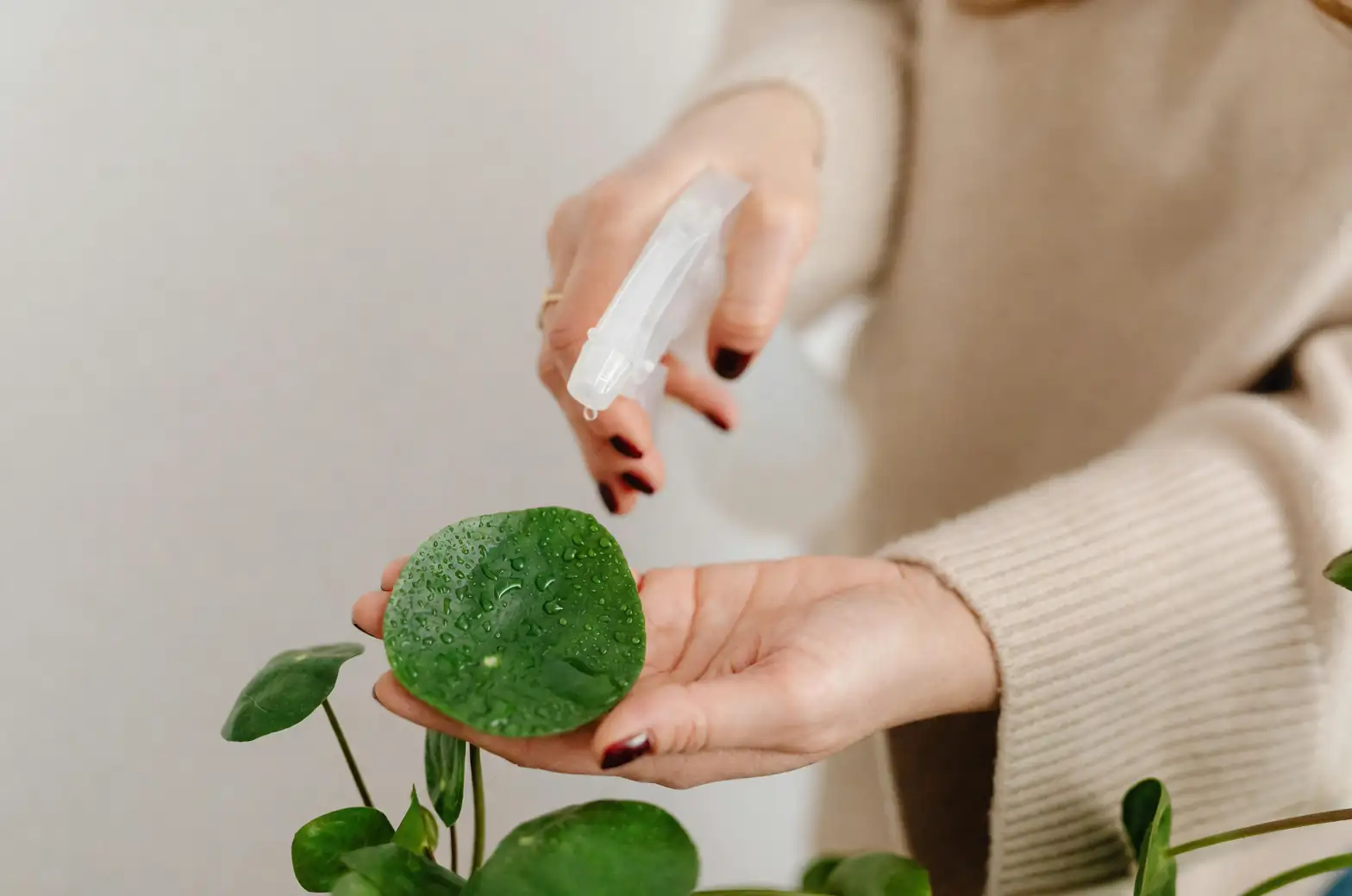 aglaonema humidity spray