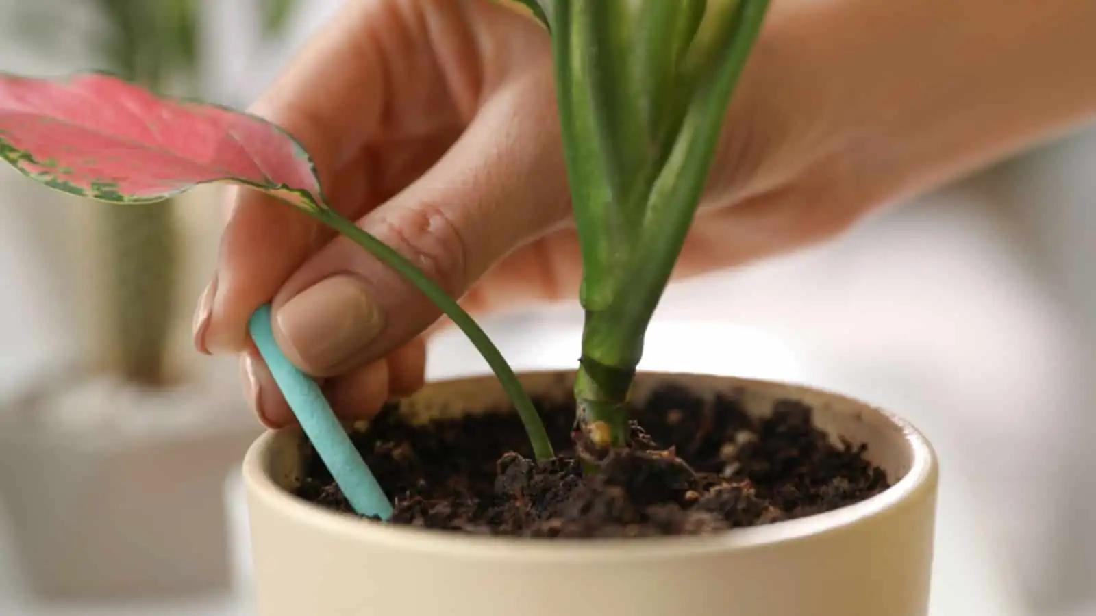 aglaonema soil and fertilizer