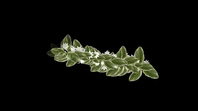 scale insects on plant leaves