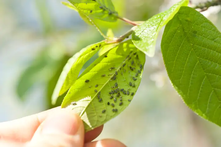 aphids and spider mites on leaves