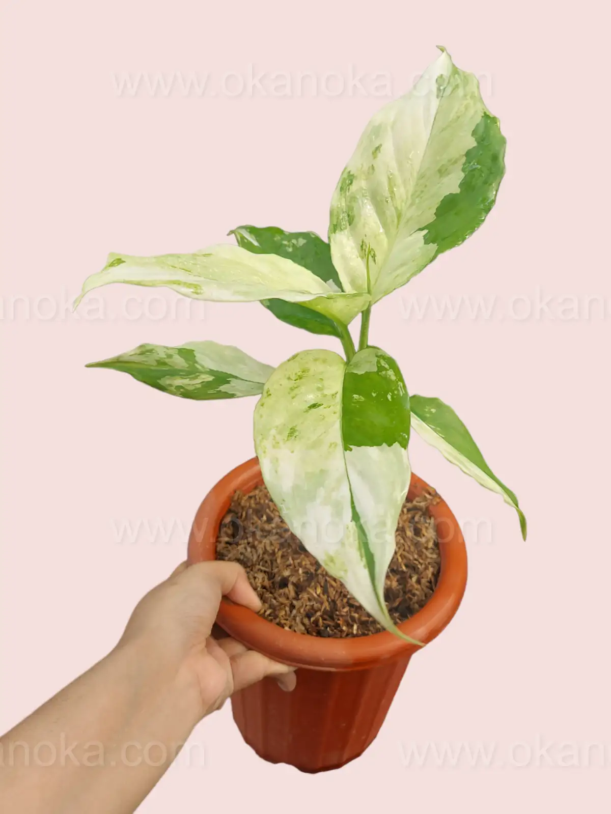 Aglaonema modestum natural habitat