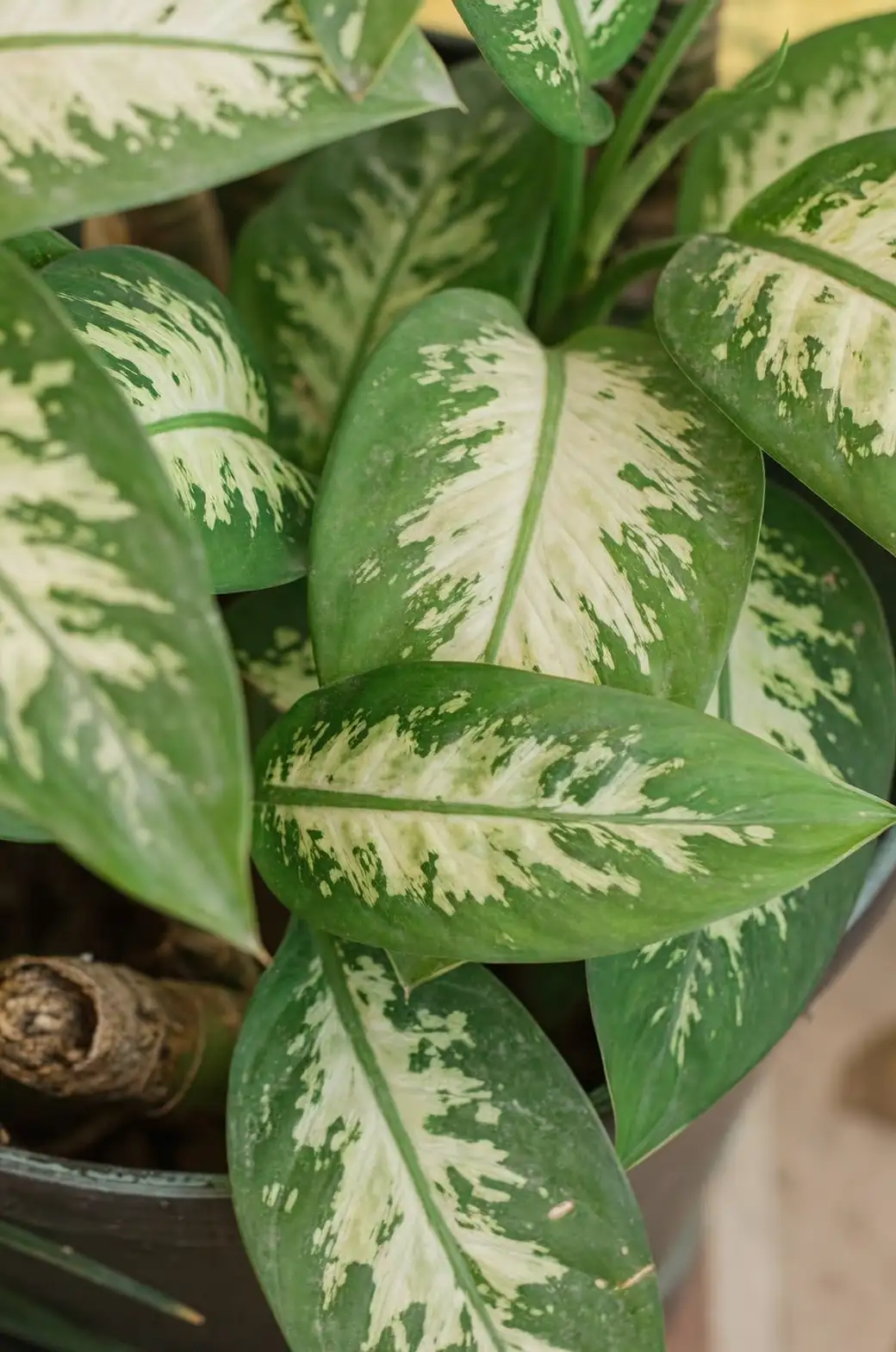 Aglaonema modestum care tips