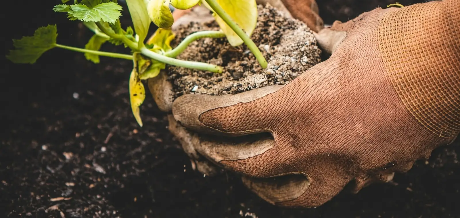 Aglaonema care watering gloves