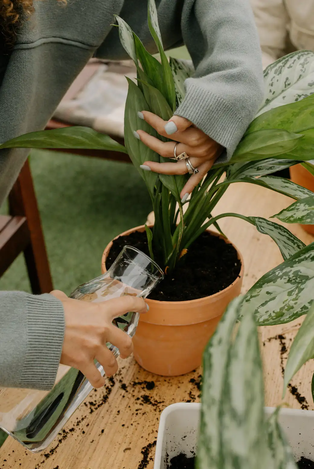 办公室里的绿色伙伴：如何用广东万年青提升空间活力？