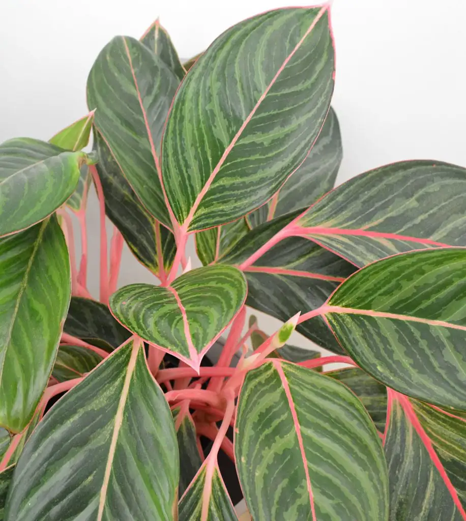 aglaonema leaves close-up