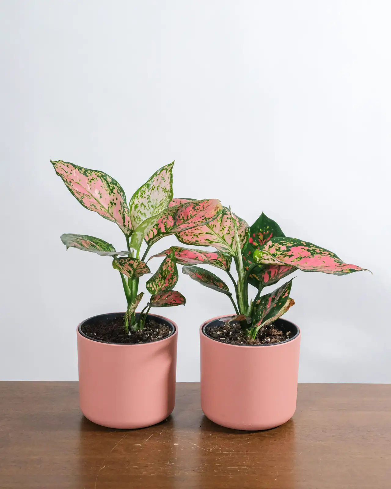 aglaonema root division process