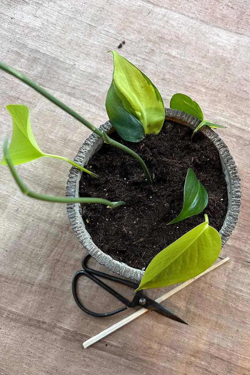 aglaonema stem cutting propagation