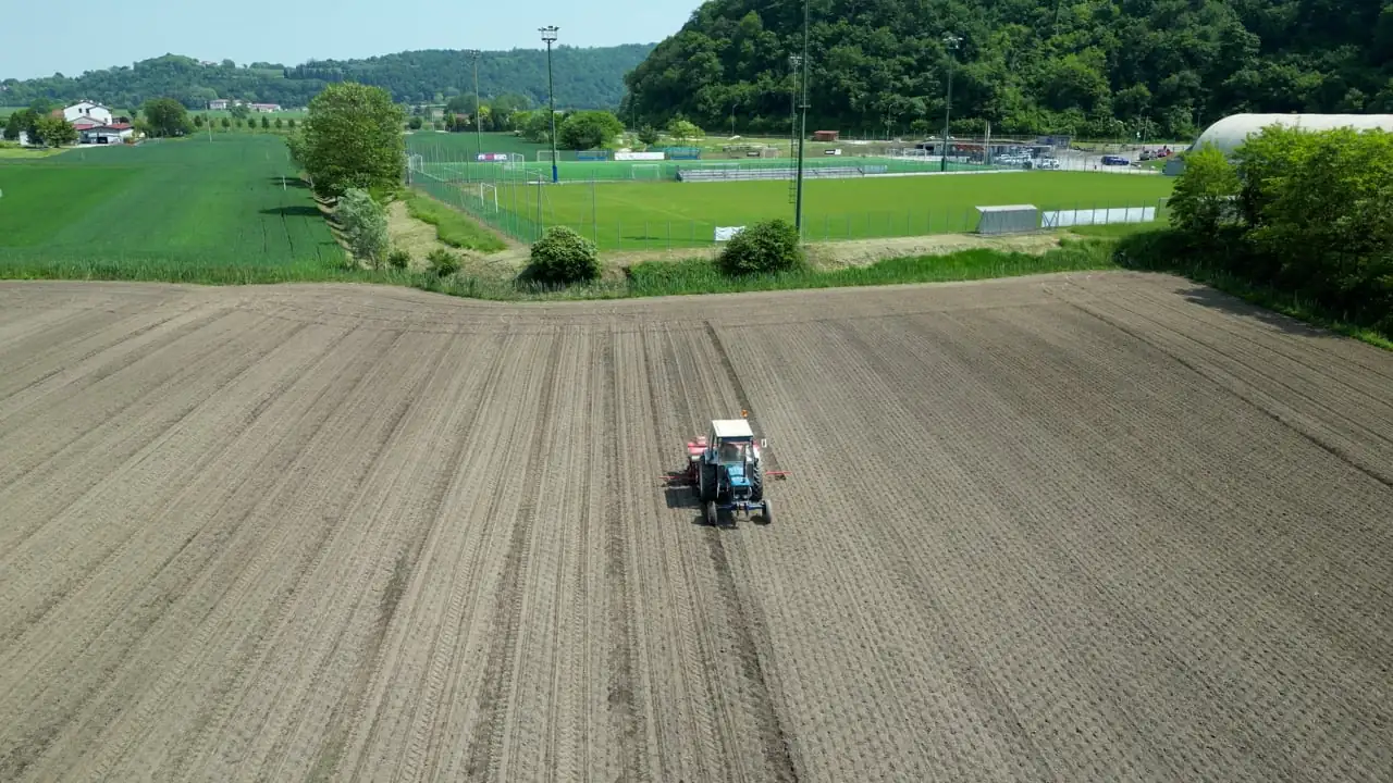 aglaonema seed sowing process