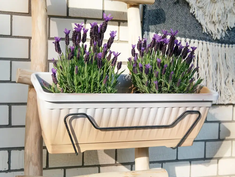 lavender plant sunny balcony
