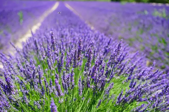 lavender cutting propagation