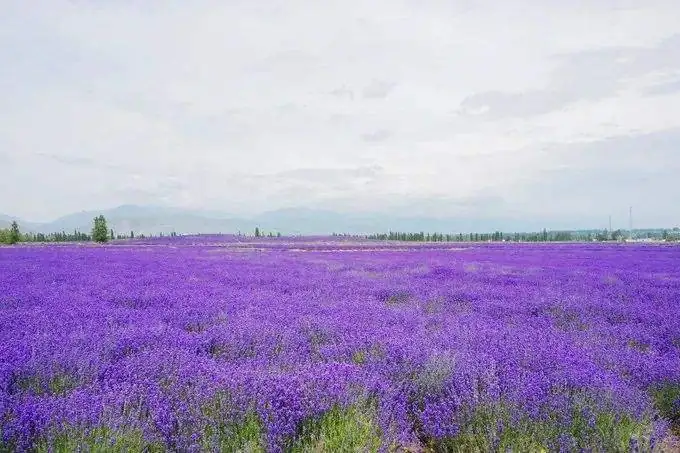 lavender field Xinjiang China
