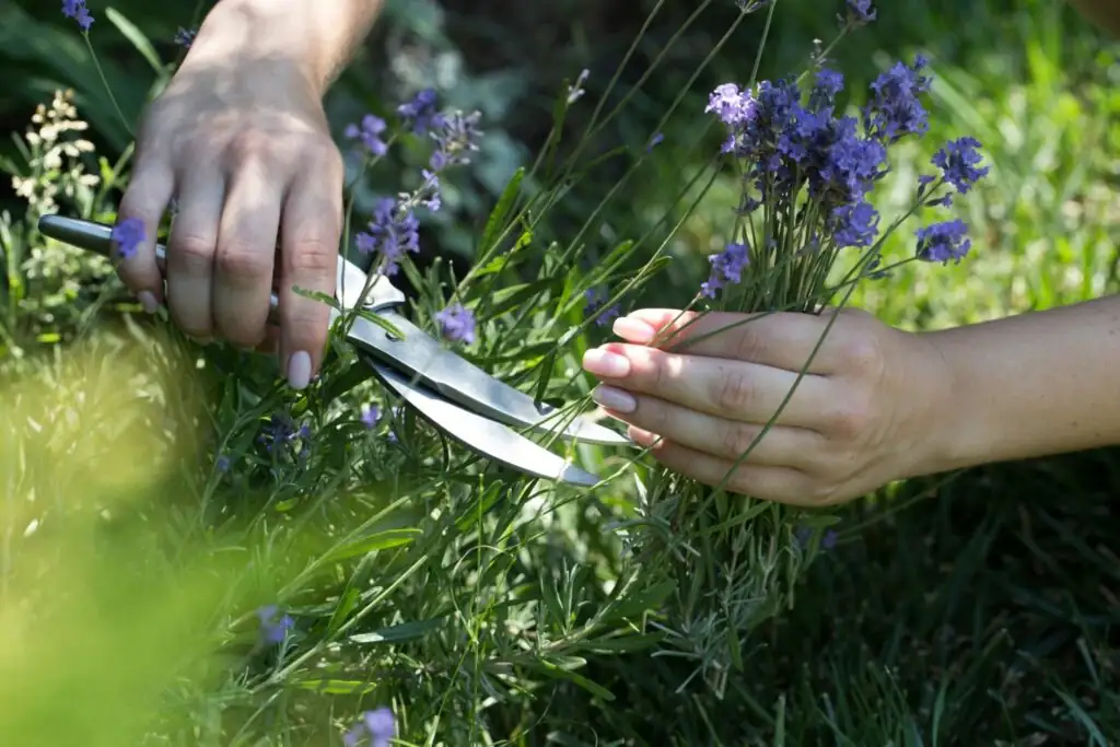 lavender plant care pruning