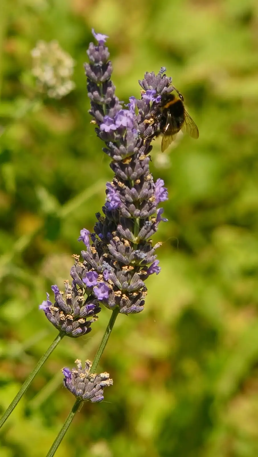 lavender with bees