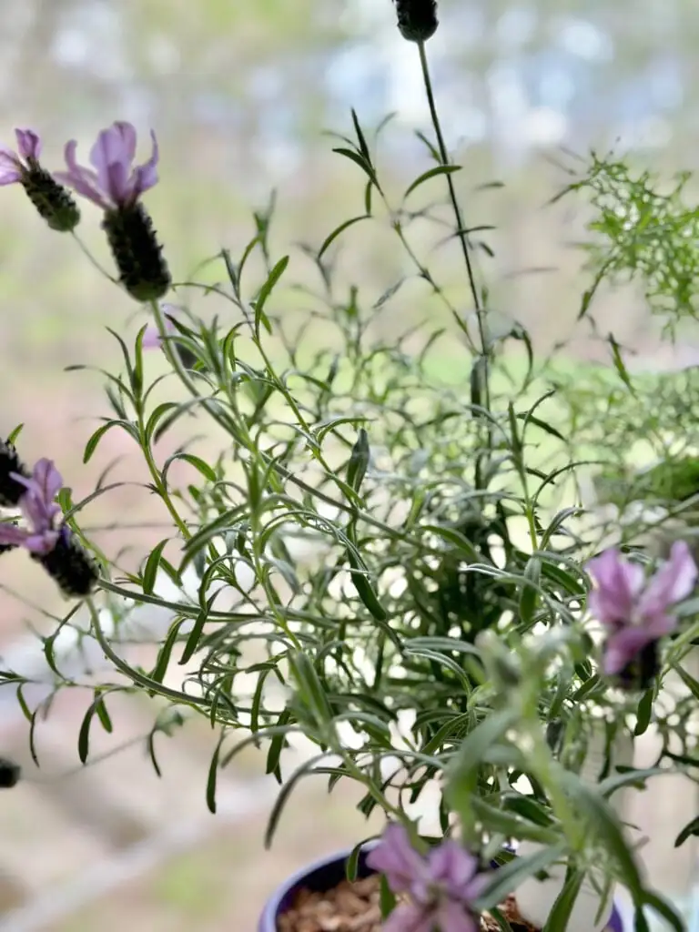 lavender plant ventilation