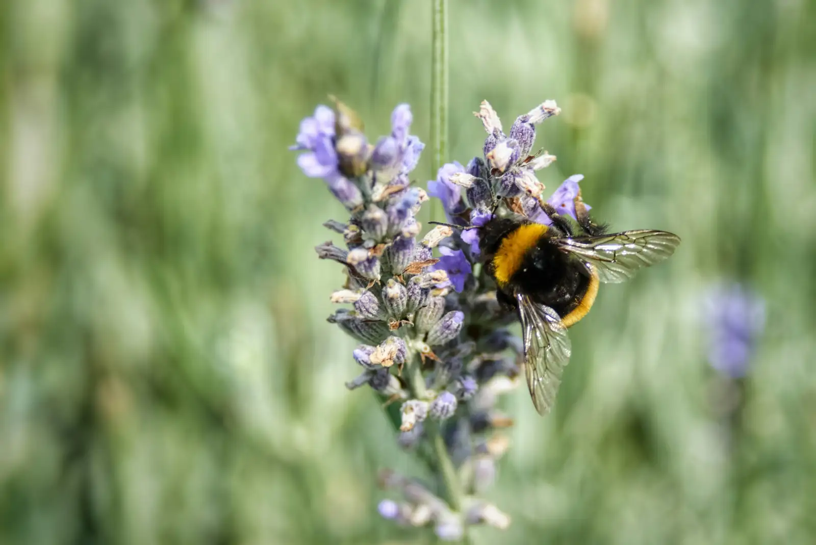bee on lavender flower close-up