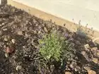 lavender plant care at home