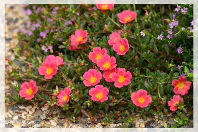 portulaca grandiflora sandy soil