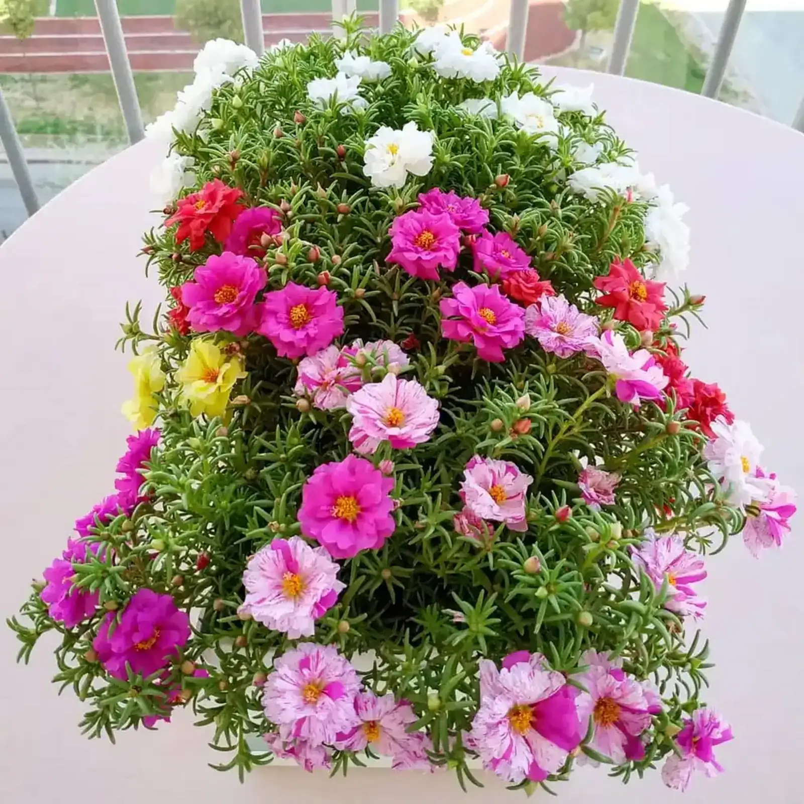 pruning portulaca grandiflora plant