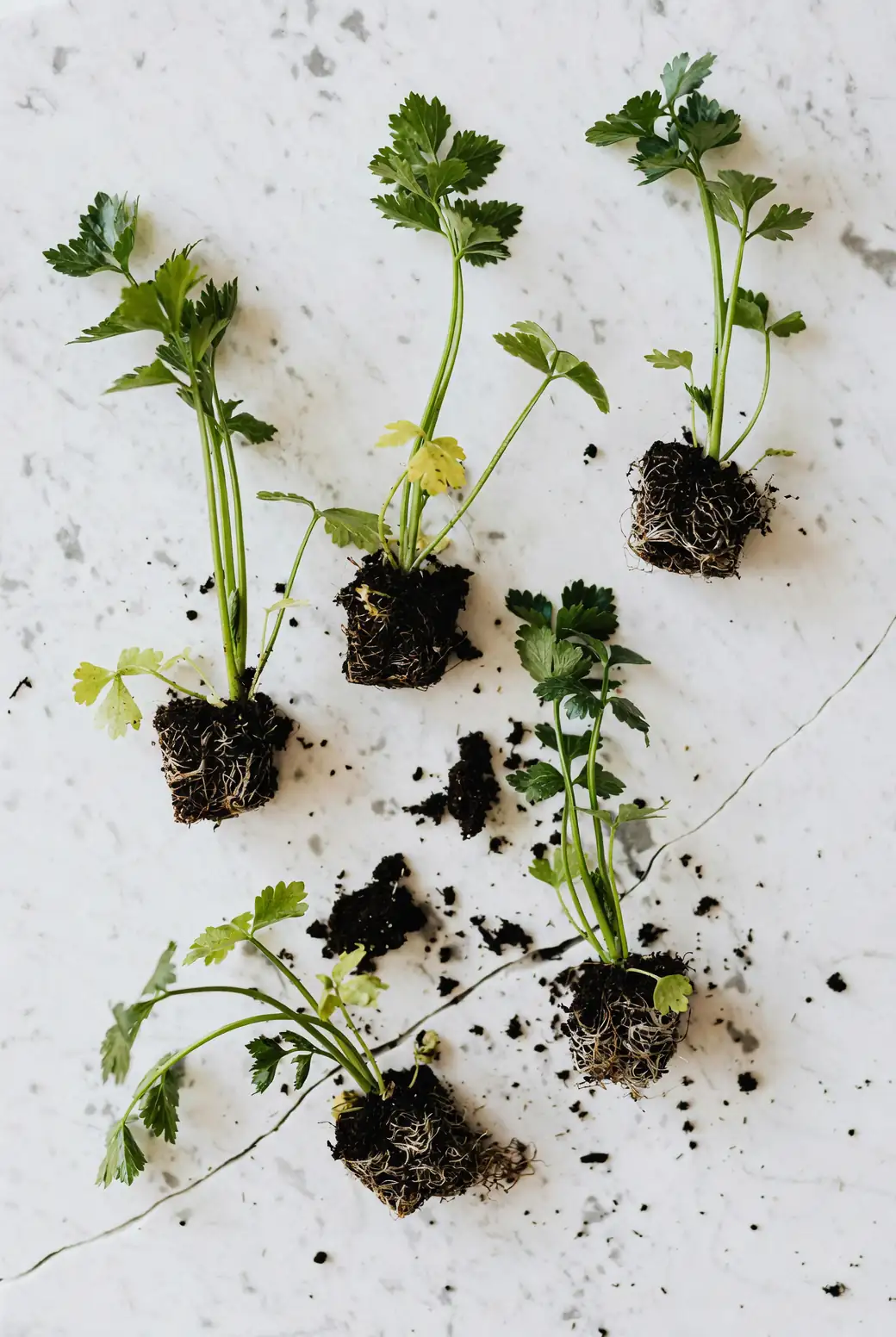 portulaca root rot soil drainage