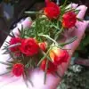 Portulaca grandiflora in urban Chinese garden