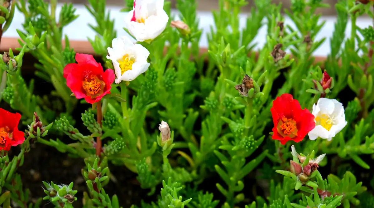 Portulaca grandiflora colorful blooms close-up