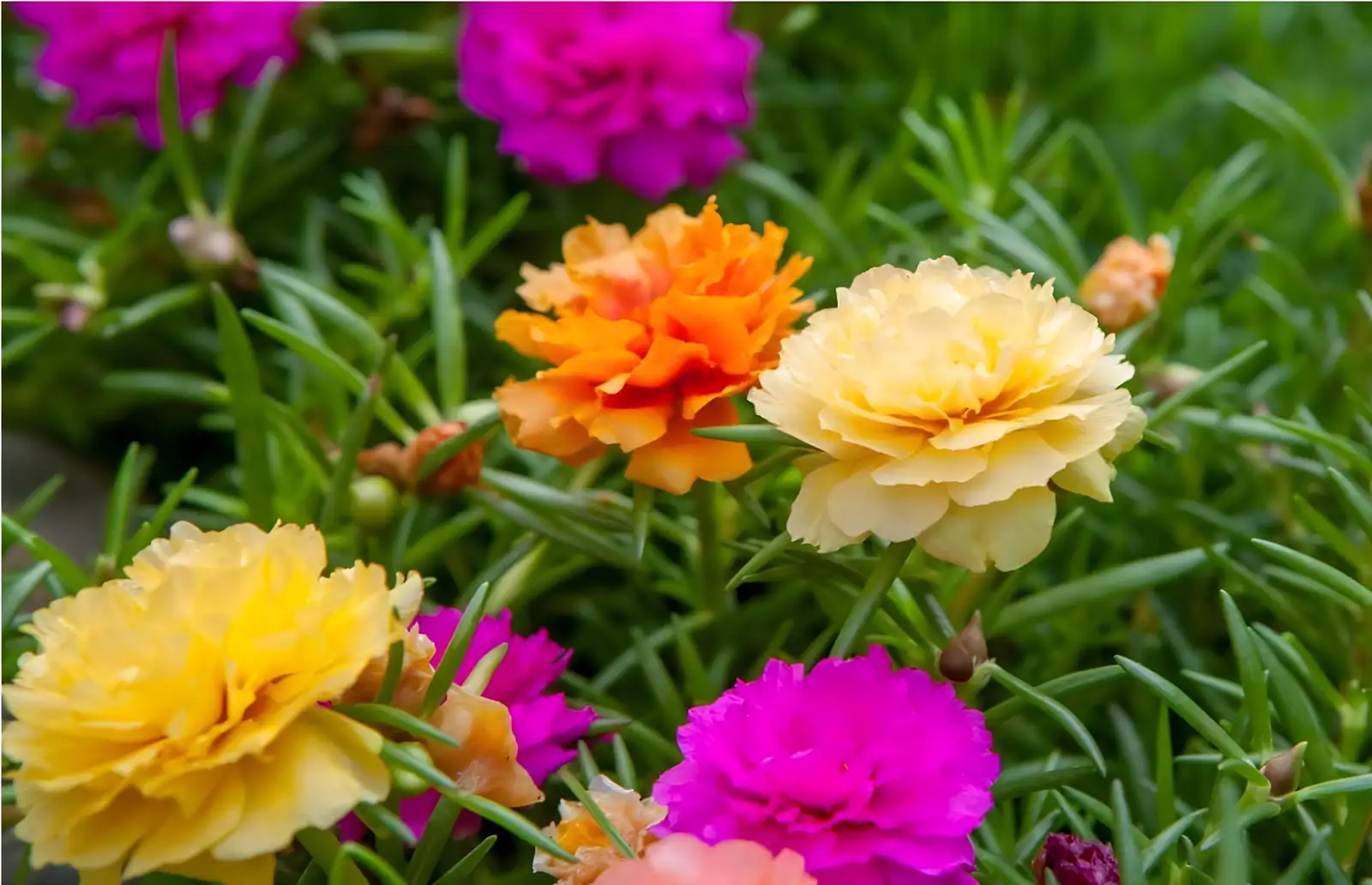 Portulaca grandiflora in rock garden setting