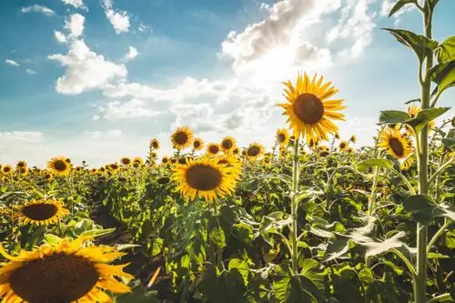 阳光之花：太阳花的花语与文化象征