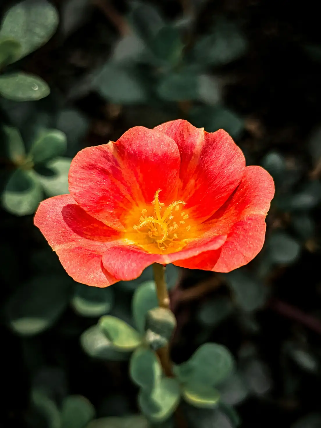 portulaca grandiflora blooming