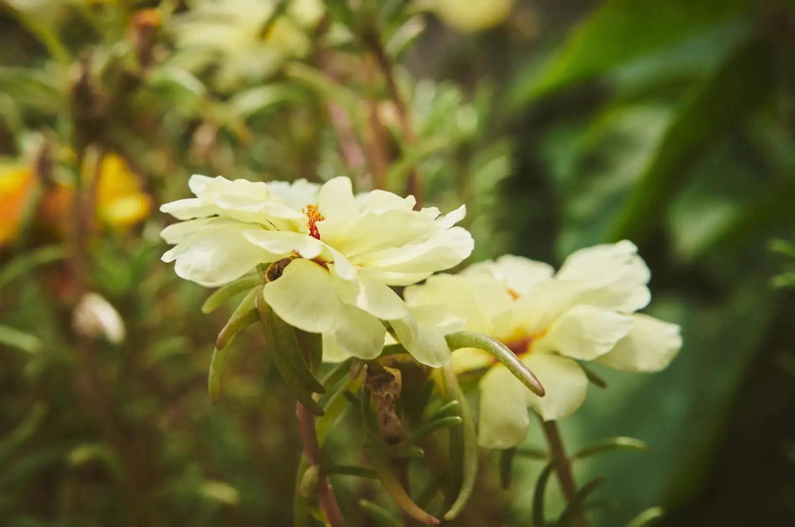 portulaca in urban garden