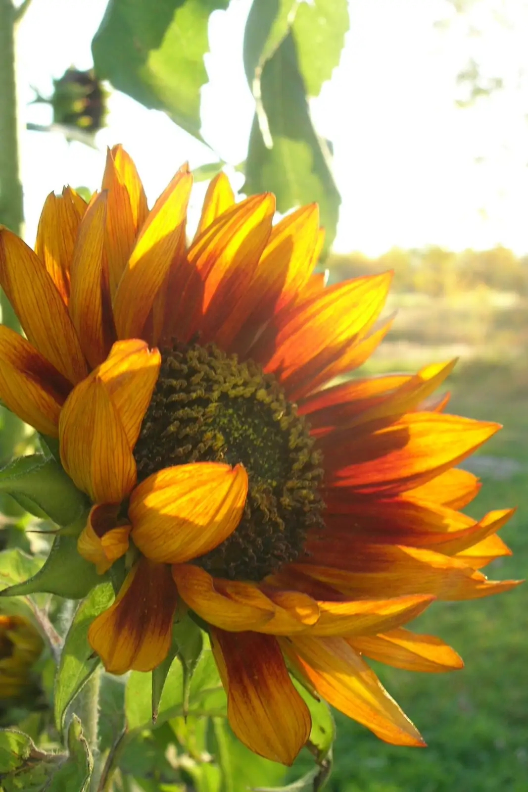 sunflower blooming sunlight