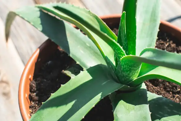 aloe vera pot sunlight
